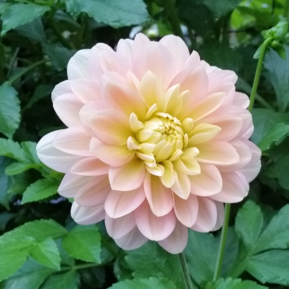 Day Dreamer – ELM Floral Design