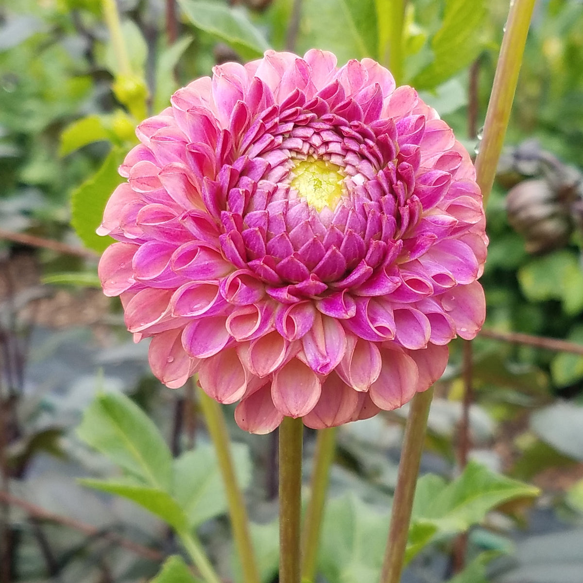 Caitlin's Joy – ELM Floral Design