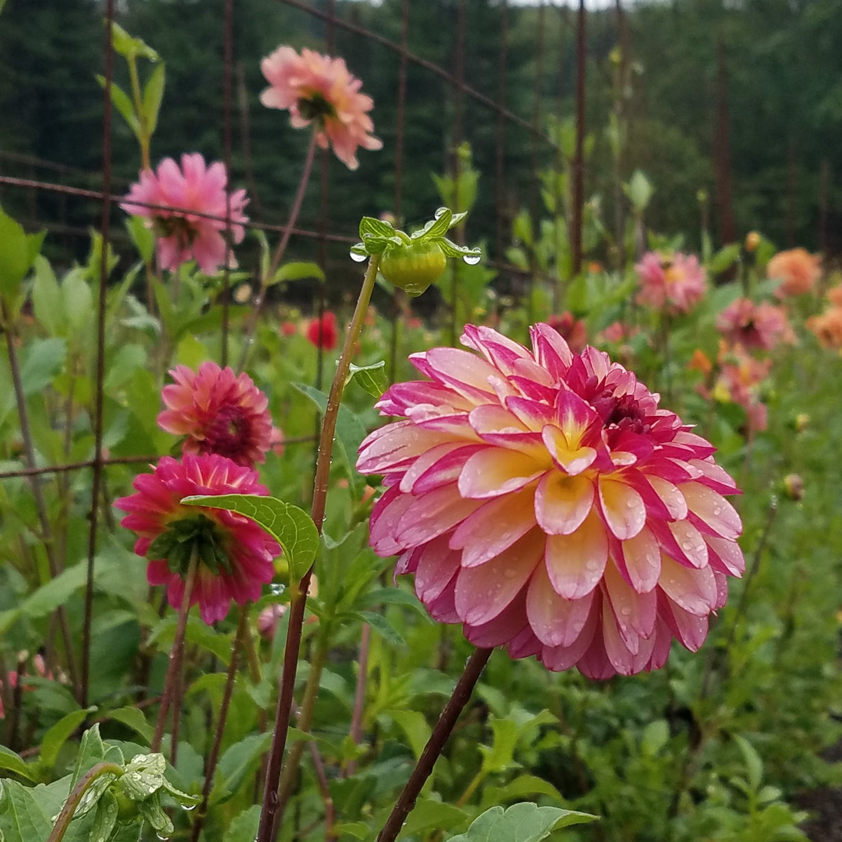 dahlia*様 Dahlia 'Nicholas' – Zetas Garden - Online Store