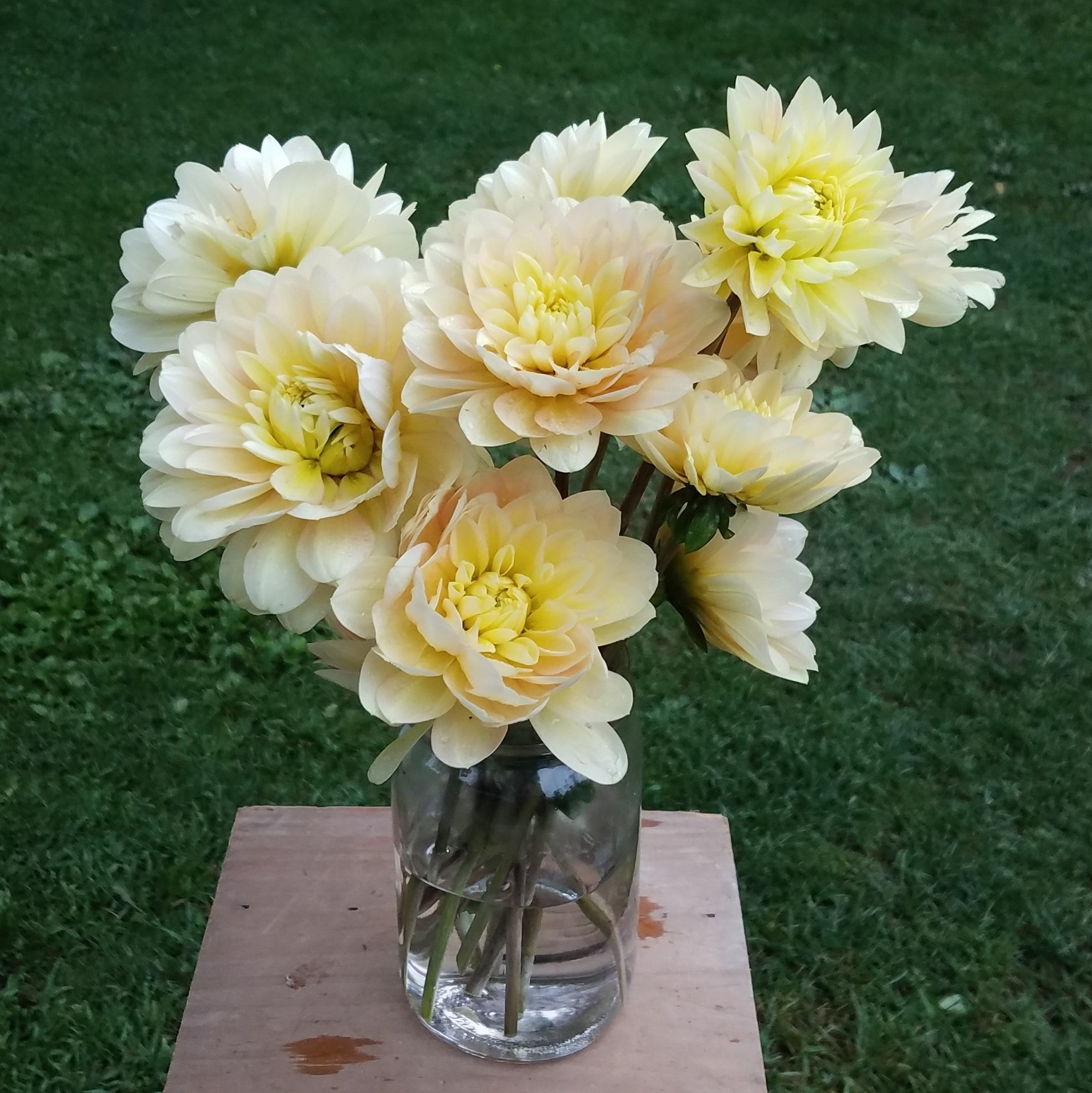 Day Dreamer – ELM Floral Design