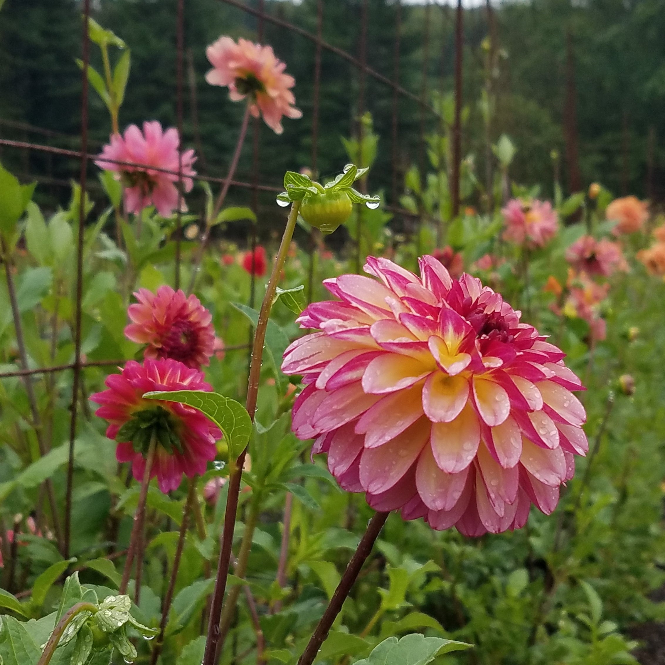 Dahlia確認ページ Purple B-man Dahlia Perennial Flower Seeds - Perennial