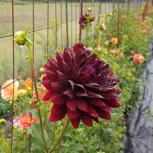 Holly Hill Black Beauty