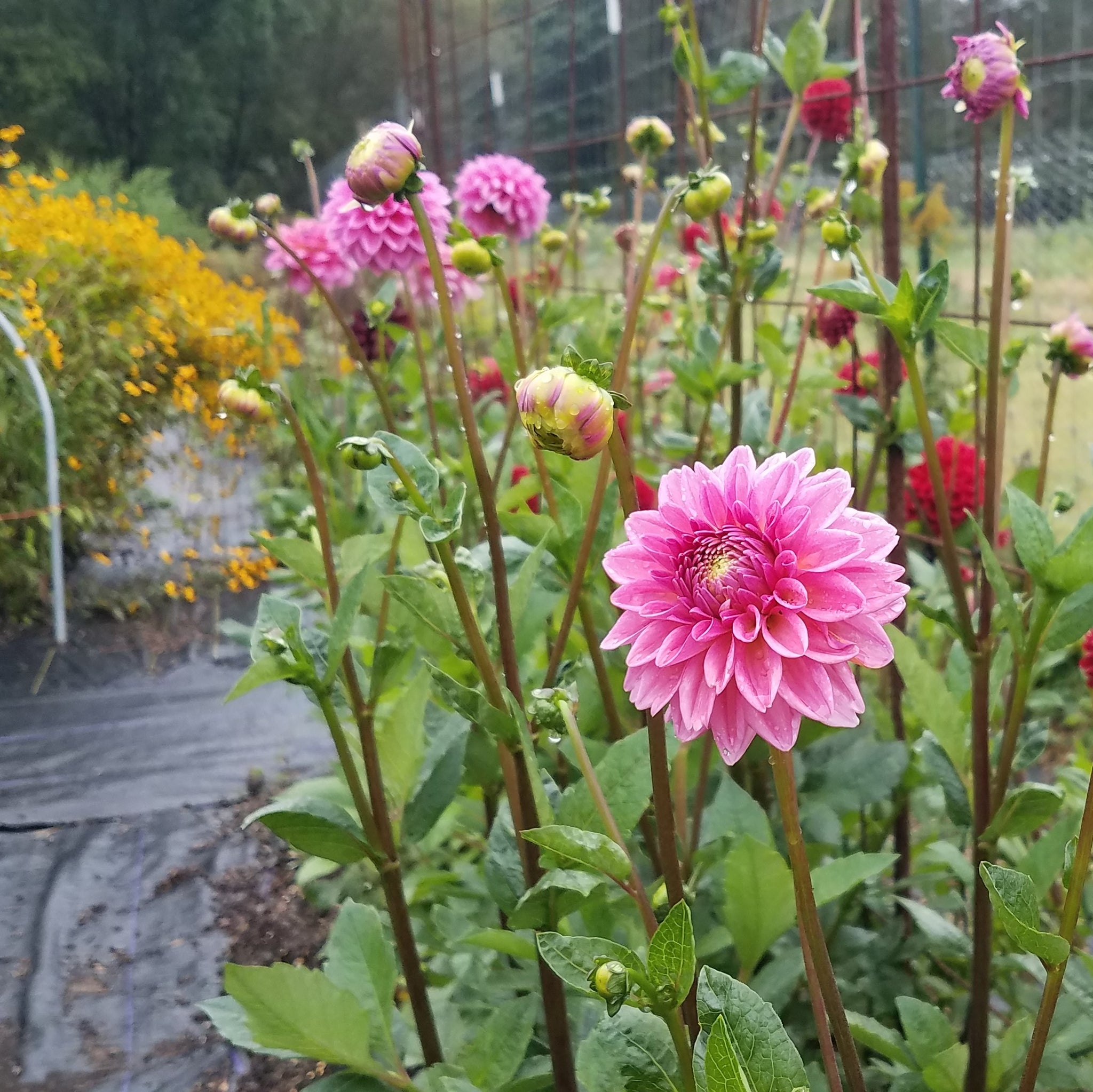 Dahlia 'Pink Sylvia