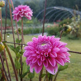 Pink Sylvia
